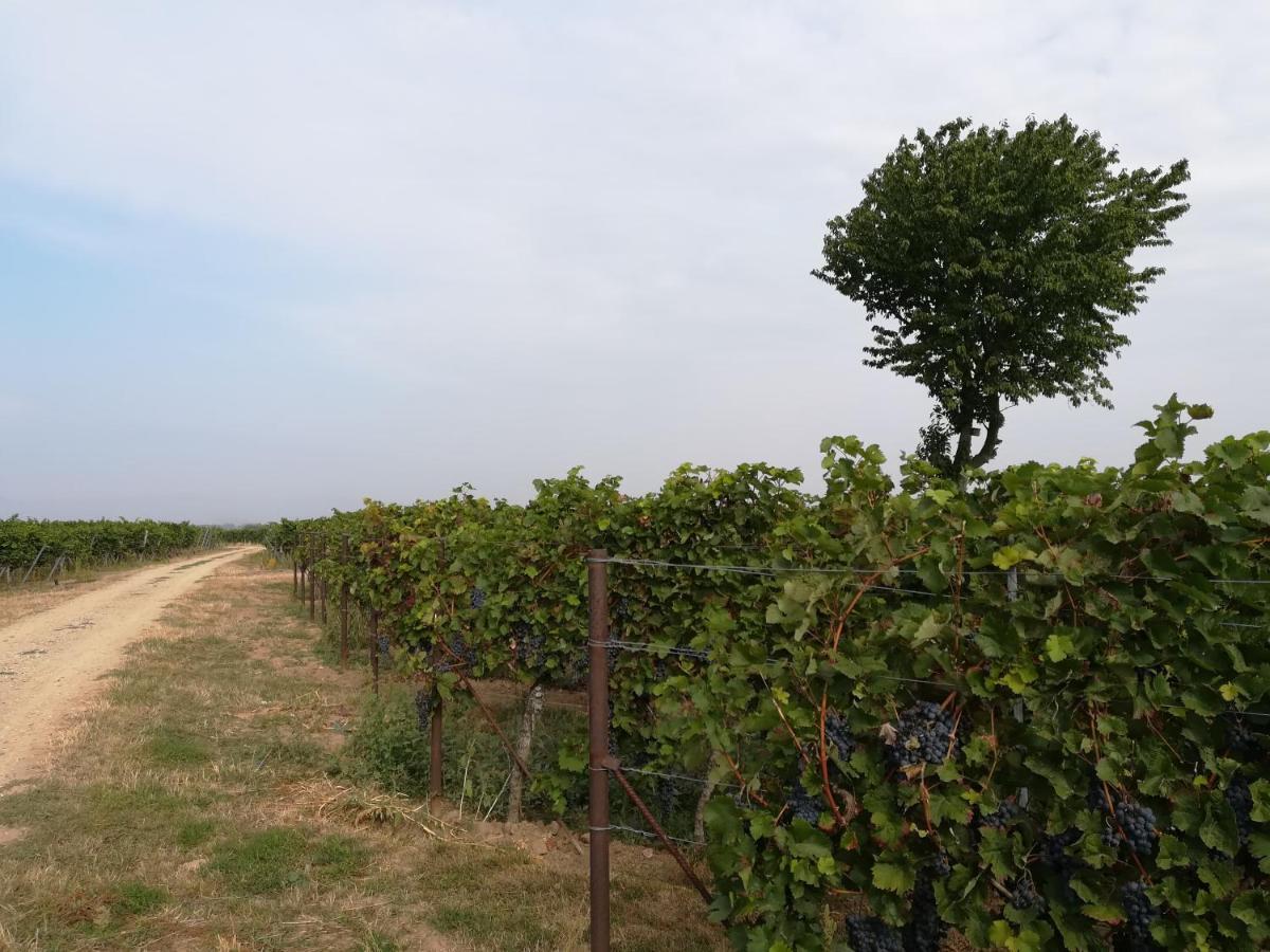 Ferienwohnung Suedpfalz Weingarten  ภายนอก รูปภาพ